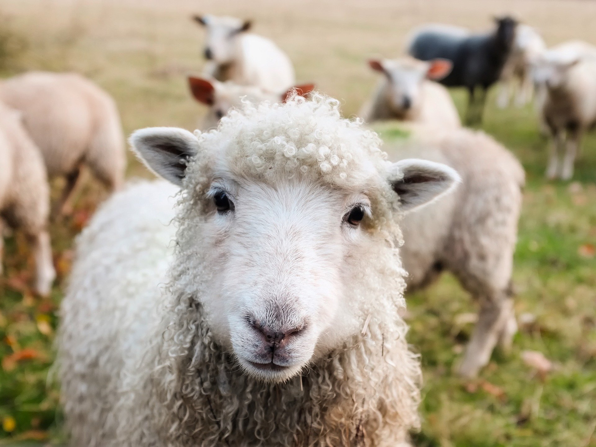 Suis-je un renard ou un mouton?